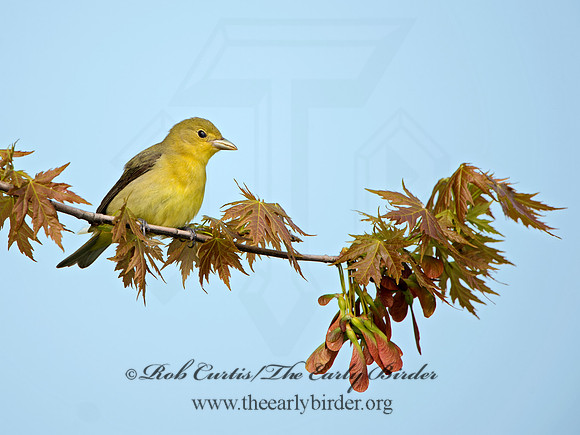 Piranga olivacea  SCARLET TANAGER 9029236