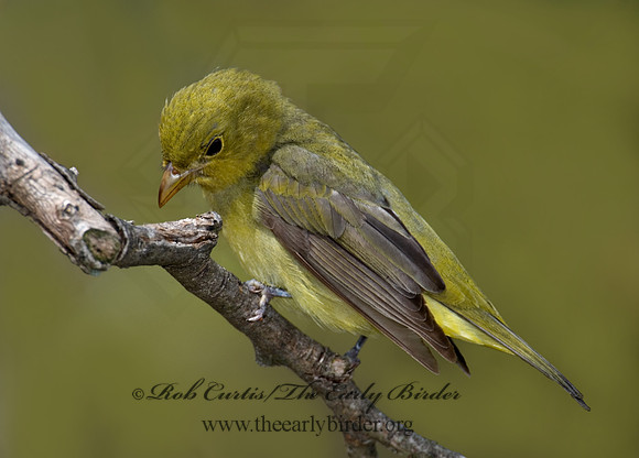 Piranga olivacea  SCARLET TANAGER 6004799