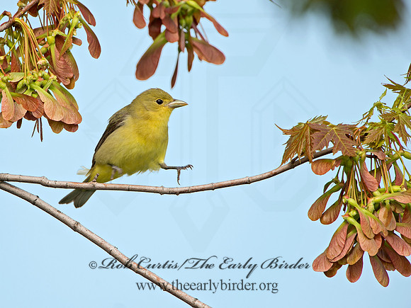 Piranga olivacea  SCARLET TANAGER 9029241