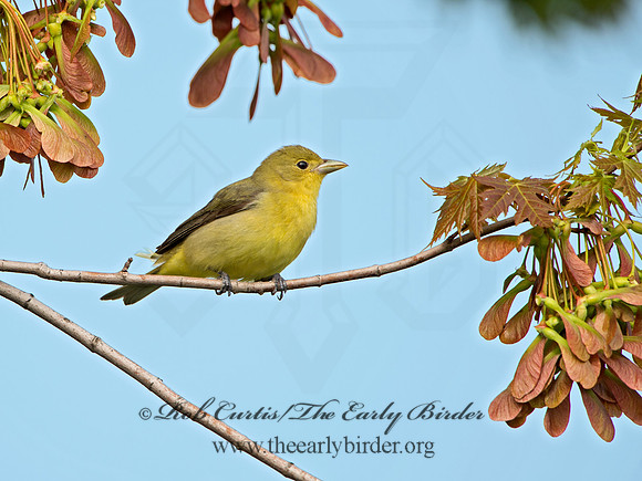 Piranga olivacea  SCARLET TANAGER 9029242