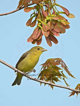 Piranga olivacea  SCARLET TANAGER 9029248