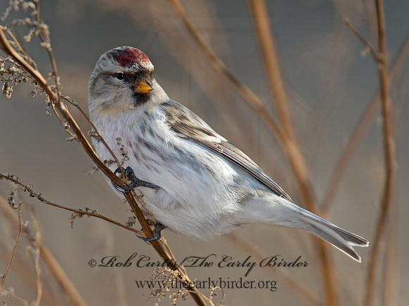 Acanthis hornemanni  HOARY REDPOLL 6036326