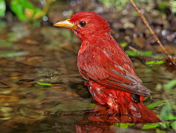 Piranga rubra  SUMMER TANAGER 164035