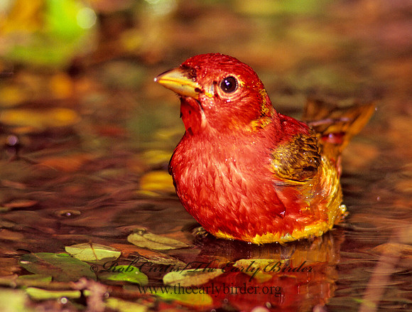 Piranga rubra  SUMMER TANAGER 164620