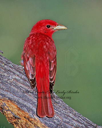 Piranga rubra  SUMMER TANAGER 72318