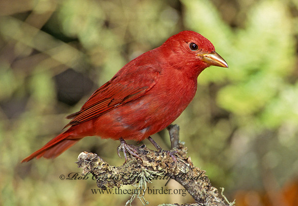 Piranga rubra  SUMMER TANAGER 164030