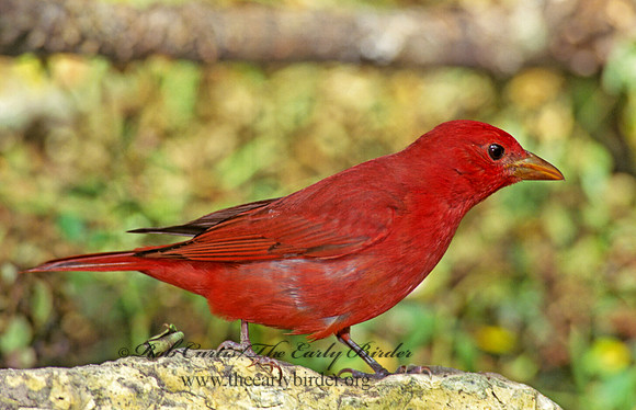 Piranga rubra  SUMMER TANAGER 164031