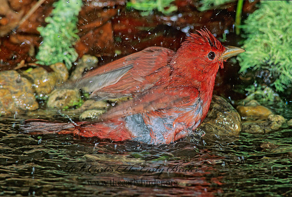 Piranga rubra  SUMMER TANAGER 188428