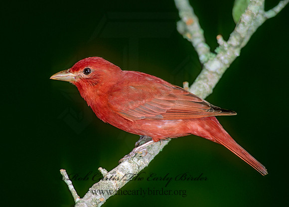 Piranga rubra  SUMMER TANAGER 188433