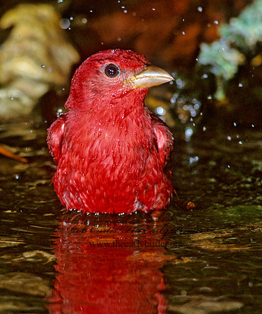 Piranga rubra  SUMMER TANAGER 192504