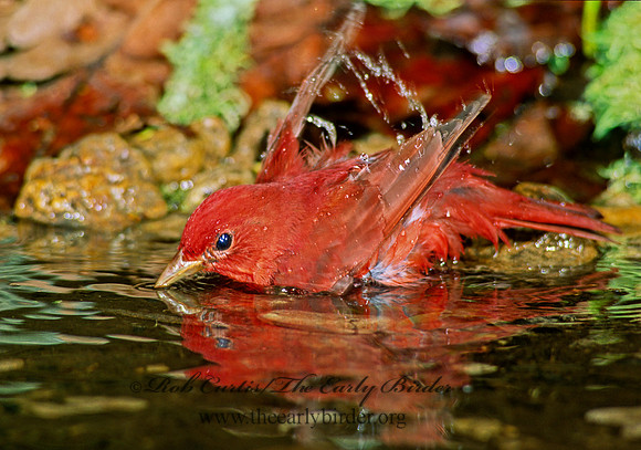Piranga rubra  SUMMER TANAGER 188435