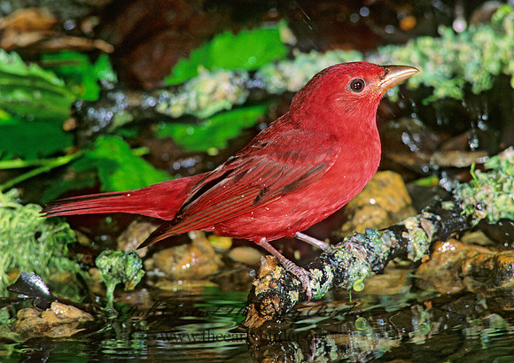 Piranga rubra  SUMMER TANAGER 192803
