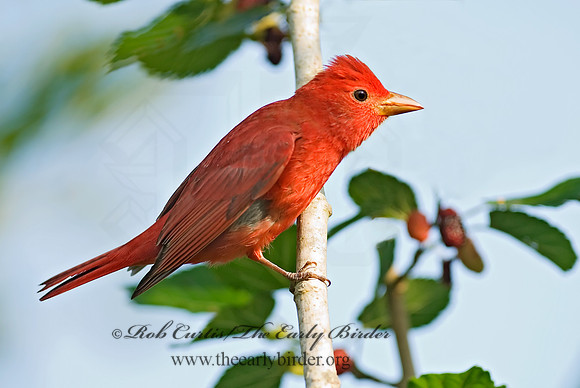 Piranga rubra  SUMMER TANAGER 6022460