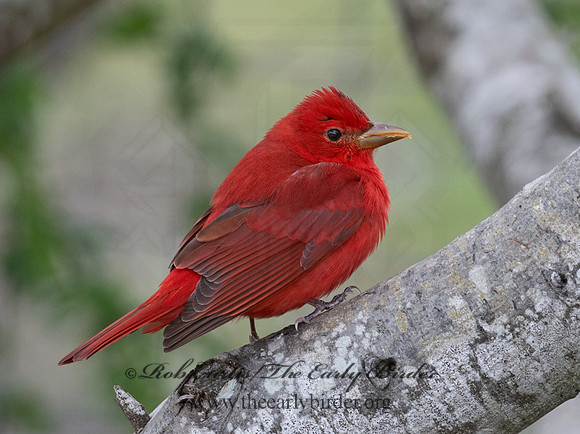 Piranga rubra  SUMMER TANAGER 6039221