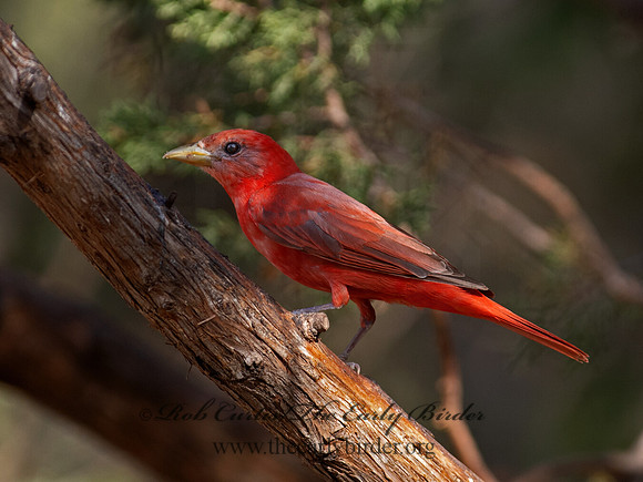 Piranga rubra  SUMMER TANAGER 6040537