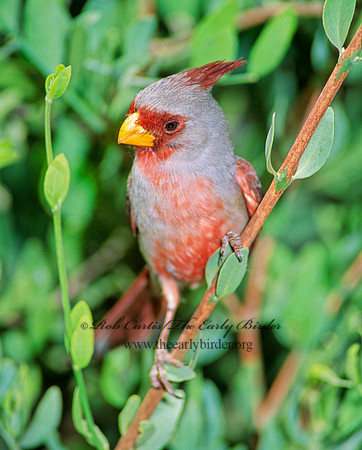 Cardinalis sinuatus  PYRRHULOXIA 74727