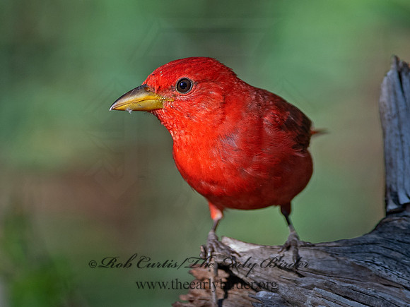 Piranga rubra  SUMMER TANAGER 6041011