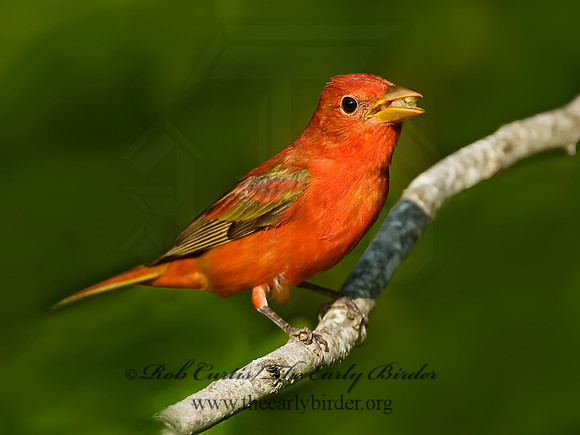 Piranga rubra  SUMMER TANAGER 7002697