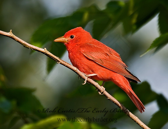 Piranga rubra  SUMMER TANAGER 7002718