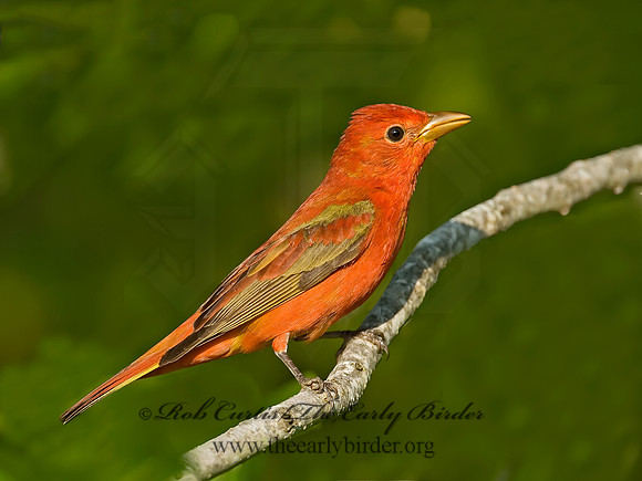 Piranga rubra  SUMMER TANAGER 7002701