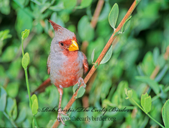 Cardinalis sinuatus  PYRRHULOXIA 74728
