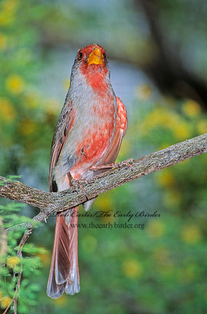Cardinalis sinuatus  PYRRHULOXIA 74725