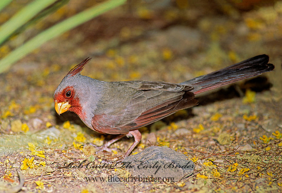 Cardinalis sinuatus  PYRRHULOXIA 93410