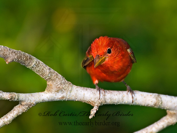 Piranga rubra  SUMMER TANAGER 7002793