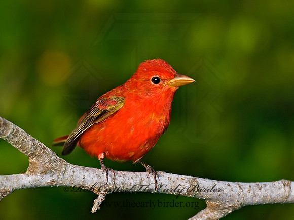 Piranga rubra  SUMMER TANAGER 7002792