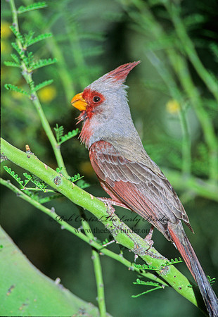 Cardinalis sinuatus  PYRRHULOXIA 74726