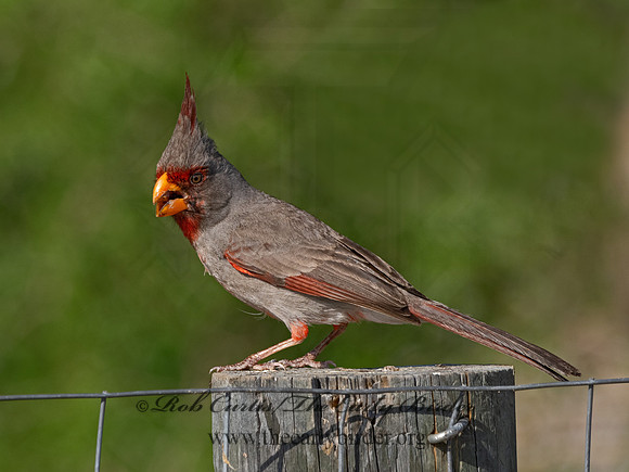 Cardinalis sinuatus  PYRRHULOXIA 3032342