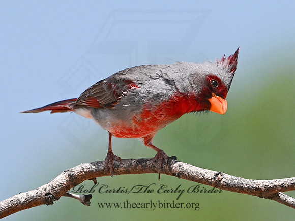 Cardinalis sinuatus  PYRRHULOXIA 3033464