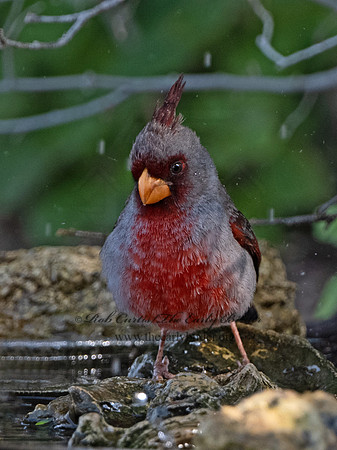 Cardinalis sinuatus  PYRRHULOXIA 3032435