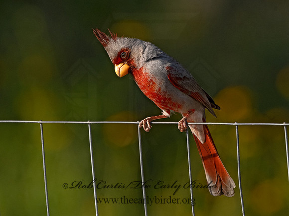 Cardinalis sinuatus  PYRRHULOXIA 3032378