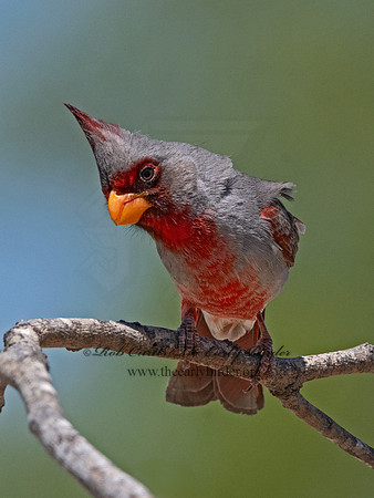 Cardinalis sinuatus  PYRRHULOXIA 3033712
