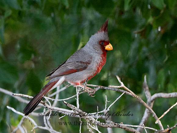 Cardinalis sinuatus  PYRRHULOXIA 3032418