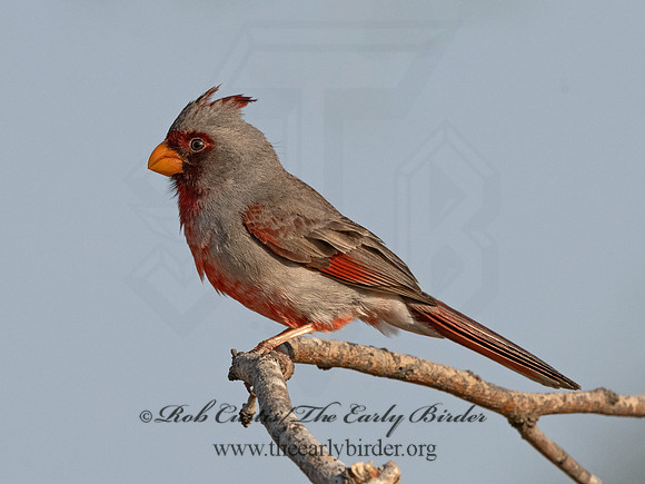 Cardinalis sinuatus  PYRRHULOXIA 3034046