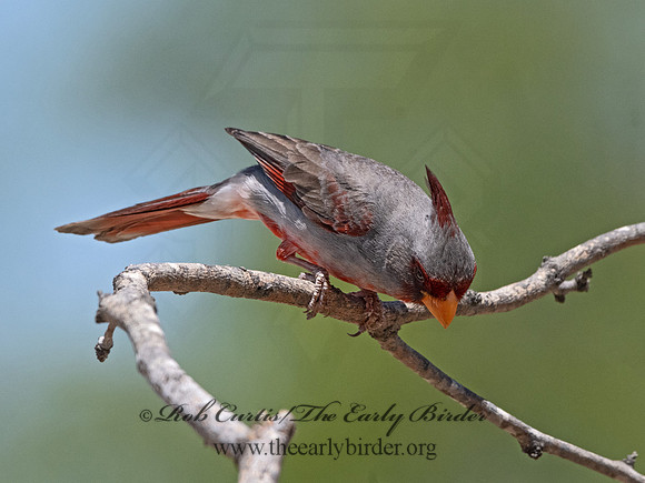 Cardinalis sinuatus  PYRRHULOXIA 3033713