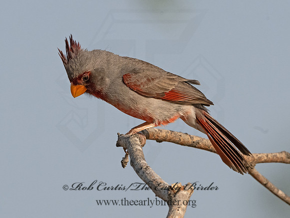 Cardinalis sinuatus  PYRRHULOXIA 3034049
