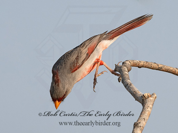 Cardinalis sinuatus  PYRRHULOXIA 3034055