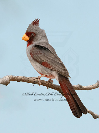 Cardinalis sinuatus  PYRRHULOXIA 3034510