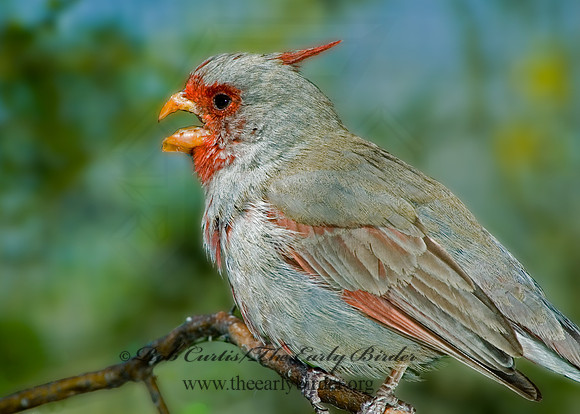 Cardinalis sinuatus  PYRRHULOXIA 5005484