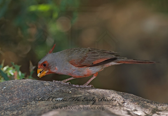 Cardinalis sinuatus  PYRRHULOXIA 6025304