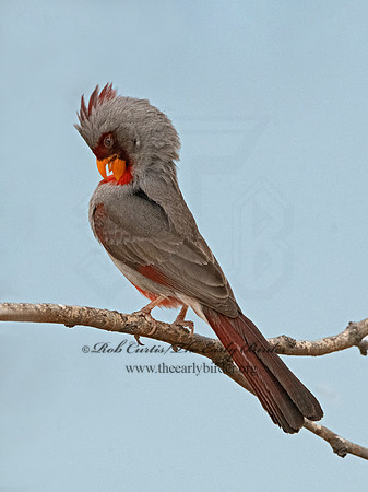 Cardinalis sinuatus  PYRRHULOXIA 3034511