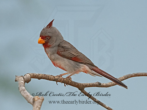 Cardinalis sinuatus  PYRRHULOXIA 3034513