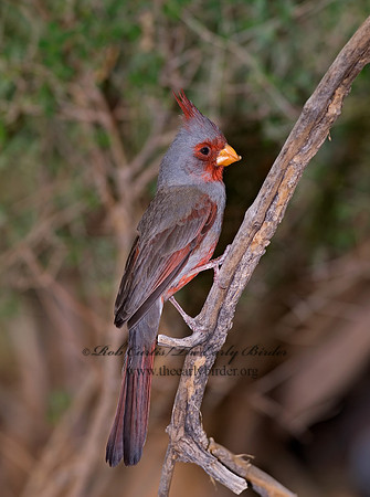 Cardinalis sinuatus  PYRRHULOXIA 6025358