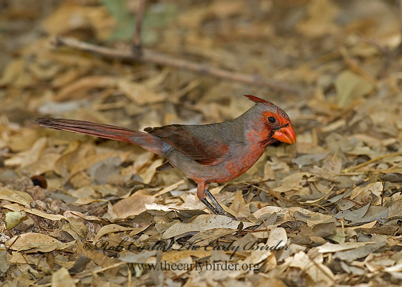 Cardinalis sinuatus  PYRRHULOXIA 6025364