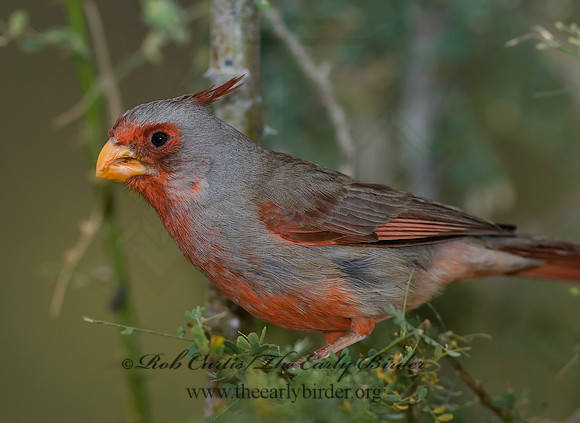 Cardinalis sinuatus  PYRRHULOXIA 6025281