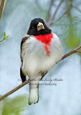 Pheucticus ludovicianus  ROSE-BREASTED GROSBEAK 4000259