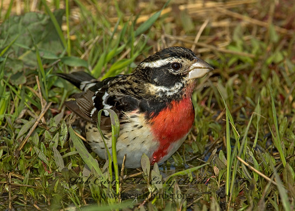 Pheucticus ludovicianus  ROSE-BREASTED GROSBEAK 5006921